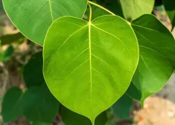 Peepal is not just a tree, know its religious importance, medicinal properties and environmental benefits here