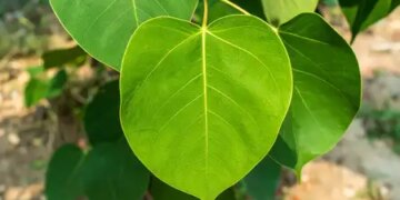 Peepal is not just a tree, know its religious importance, medicinal properties and environmental benefits here