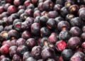 Phalsa improves heart health by strengthening digestion, no less than a boon in summers.