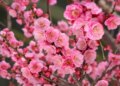 Prunus mume: Miracle of Ayurveda, health and freshness in every petal