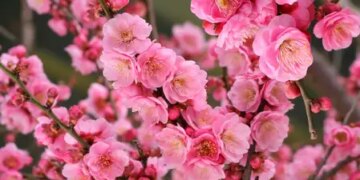 Prunus mume: Miracle of Ayurveda, health and freshness in every petal