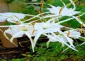 Sudarshan: This plant has all the qualities like its name, it will also give relief in diseases like arthritis.