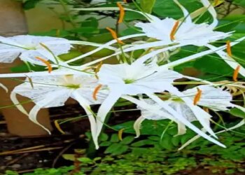 Sudarshan: This plant has all the qualities like its name, it will also give relief in diseases like arthritis.