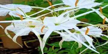 Sudarshan: This plant has all the qualities like its name, it will also give relief in diseases like arthritis.