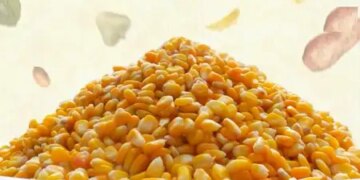 Sweet corn is a treasure of health along with taste, you will get these benefits by including it in your diet.
