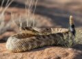 The warning sound of the world's most dangerous snake was captured on camera, people were shocked after seeing the video