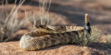 The warning sound of the world's most dangerous snake was captured on camera, people were shocked after seeing the video