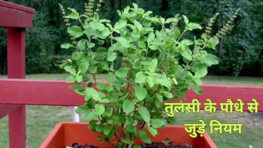This 1 big mistake related to Tulsi can make your house inauspicious, adopt these easy Vastu remedies today itself.
