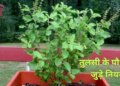 This 1 big mistake related to Tulsi can make your house inauspicious, adopt these easy Vastu remedies today itself.