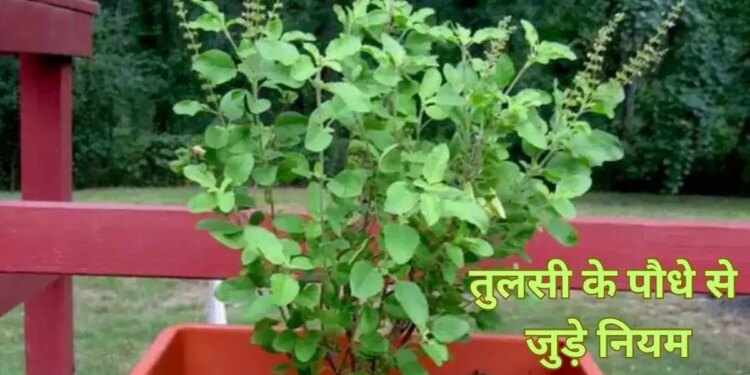 This 1 big mistake related to Tulsi can make your house inauspicious, adopt these easy Vastu remedies today itself.