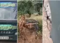 Tourists' vehicle stuck on the road, life was stuck in front of the tiger for 30 minutes