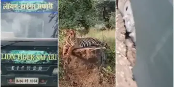 Tourists' vehicle stuck on the road, life was stuck in front of the tiger for 30 minutes