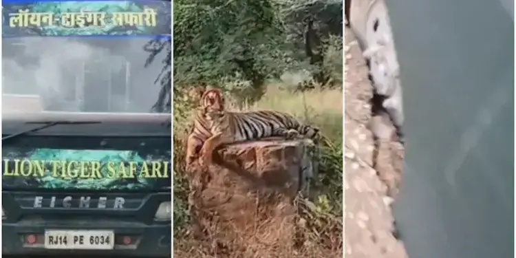 Tourists' vehicle stuck on the road, life was stuck in front of the tiger for 30 minutes