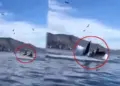 Two people boating in the sea got sucked into the mouth of a giant whale, a horrifying scene captured on camera.