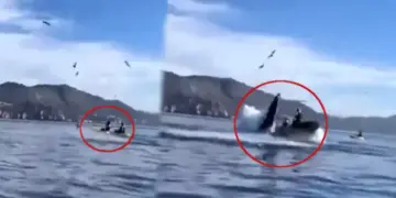 Two people boating in the sea got sucked into the mouth of a giant whale, a horrifying scene captured on camera.