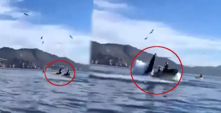 Two people boating in the sea got sucked into the mouth of a giant whale, a horrifying scene captured on camera.