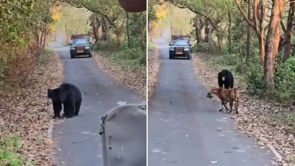 Unique sight in Pilibhit Tiger Reserve, tiger shows retreating posture in front of bear, video goes viral
