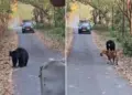 Unique sight in Pilibhit Tiger Reserve, tiger shows retreating posture in front of bear, video goes viral