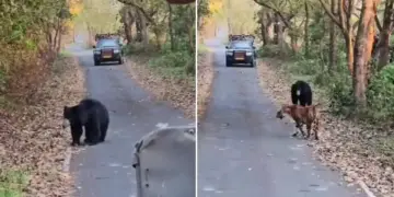 Unique sight in Pilibhit Tiger Reserve, tiger shows retreating posture in front of bear, video goes viral