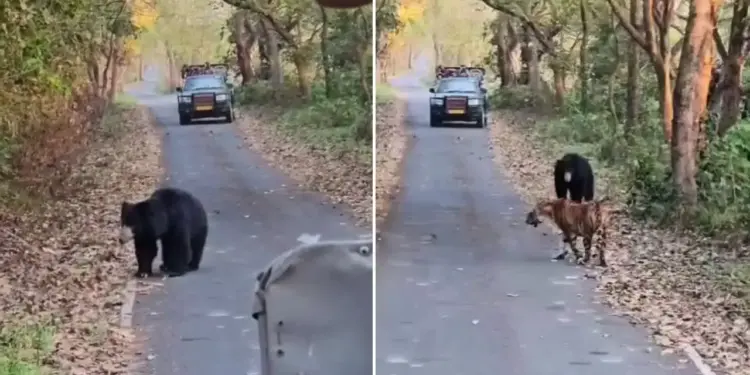 Unique sight in Pilibhit Tiger Reserve, tiger shows retreating posture in front of bear, video goes viral