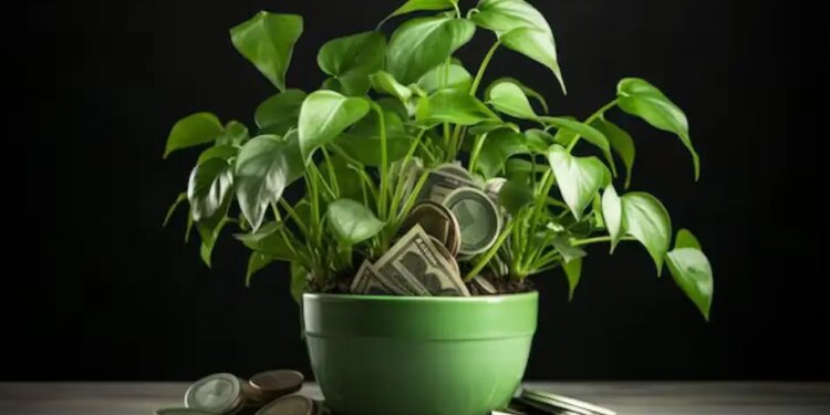 Vastu Upay: To overcome the lack of money in the house, plant this plant in this direction, you will immediately feel the changing results.