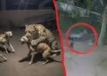 Watch the video: Leopard entered the house in Pali and killed the dog in 8 seconds.