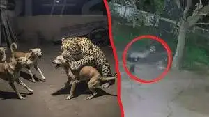 Watch the video: Leopard entered the house in Pali and killed the dog in 8 seconds.