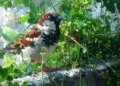World Sparrow Day: Global effort to save small birds amid declining numbers