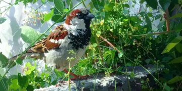 World Sparrow Day: Global effort to save small birds amid declining numbers