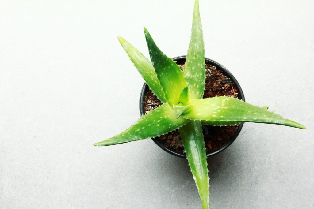 ≡ 7 Herbs to Moisturize Skin Naturally 》 Her Beauty