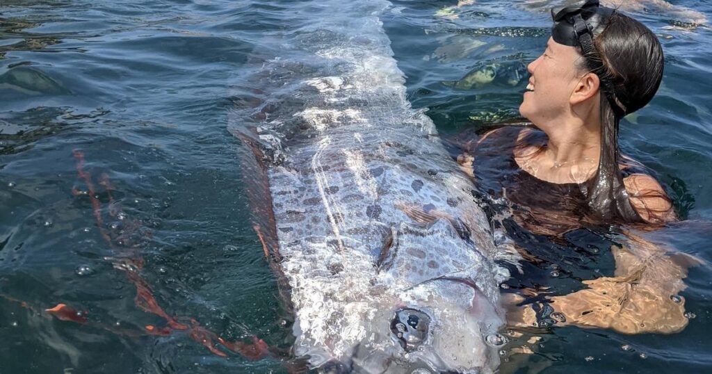 ≡ Mysterious 'Dooms Day Fish' seen in America, does it really bring a sign of destruction? ➤ Brain Berries