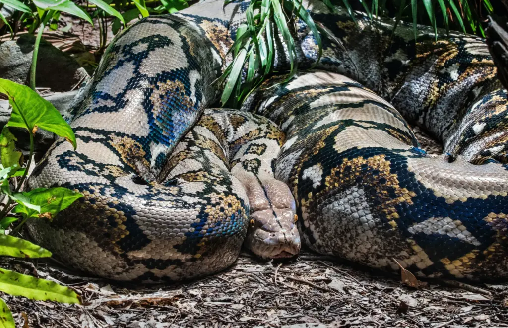 ≡ What would a person experience if he was attacked by an Anaconda? ➤ Brain Berries