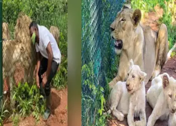 A man entered the zoo enclosure to steal a lion cub, then the lioness caught sight of him and then