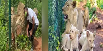 A man entered the zoo enclosure to steal a lion cub, then the lioness caught sight of him and then