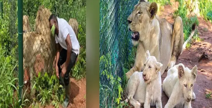 A man entered the zoo enclosure to steal a lion cub, then the lioness caught sight of him and then