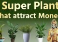 According to Vastu Shastra, these plants can change fate! Happiness, prosperity and financial gain will increase in the house.