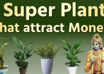 According to Vastu Shastra, these plants can change fate! Happiness, prosperity and financial gain will increase in the house.