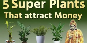 According to Vastu Shastra, these plants can change fate! Happiness, prosperity and financial gain will increase in the house.