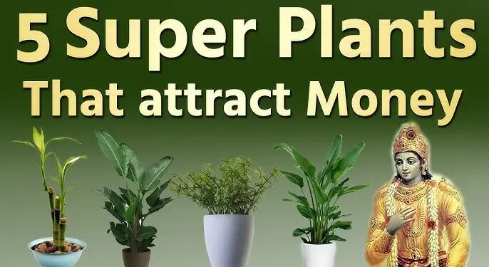 According to Vastu Shastra, these plants can change fate! Happiness, prosperity and financial gain will increase in the house.