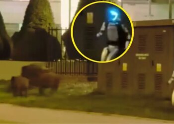 After humans, now AI has overpowered animals too, robot made wild pigs run like this... video went viral