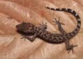 Assam: CM Sarma calls new discovery of gecko a proud moment for the Northeast
