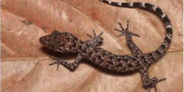 Assam: CM Sarma calls new discovery of gecko a proud moment for the Northeast