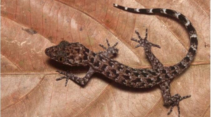Assam: CM Sarma calls new discovery of gecko a proud moment for the Northeast