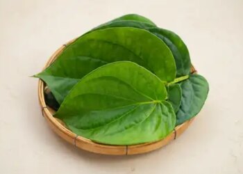 Betel leaf is helpful in controlling increasing uric acid, provides relief from swelling and gum pain.