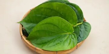 Betel leaf is helpful in controlling increasing uric acid, provides relief from swelling and gum pain.
