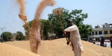 Despite changes in weather, wheat production in the country is stable and strong: Central Government