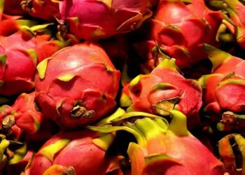 Dragon fruit farming will bring huge income! Big opportunity for farmers with 40% subsidy, understand the complete calculation