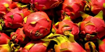 Dragon fruit farming will bring huge income! Big opportunity for farmers with 40% subsidy, understand the complete calculation