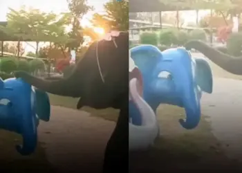 Emotional moment of real elephant and dummy elephant, clip discussed on social media
