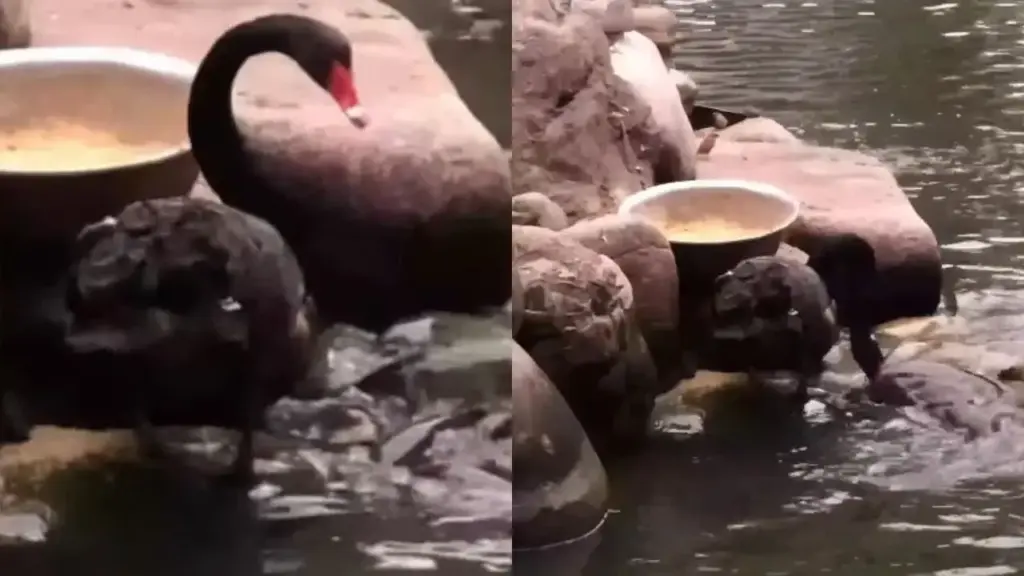 Emotional videos of animals again won hearts, popularity increased on social media